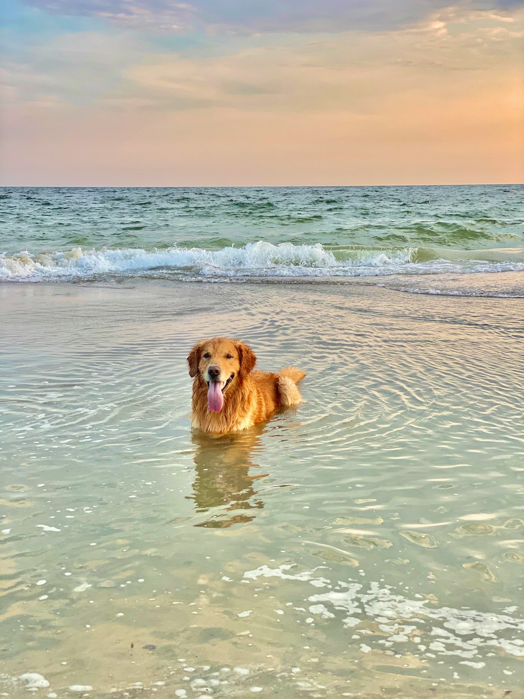A dog enjoying the beach